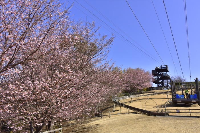 春を先取り！伊豆ぐらんぱる公園の「城ケ崎桜」が見頃。昼の青空と夜のイルミ、二つの桜に会いに行こう