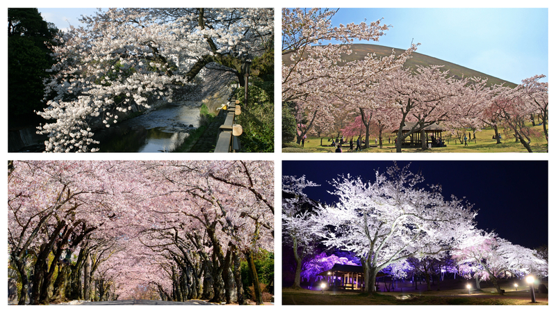 まもなく見頃！伊東市の絶景お花見スポット3選<br/>桜並木・川沿い散策・1,000本の名所を一挙紹介