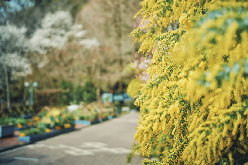 【2026関西】今が見頃！ミモザが楽しめる名所＆穴場5選　3月8日「ミモザの日」開催のイベントも紹介