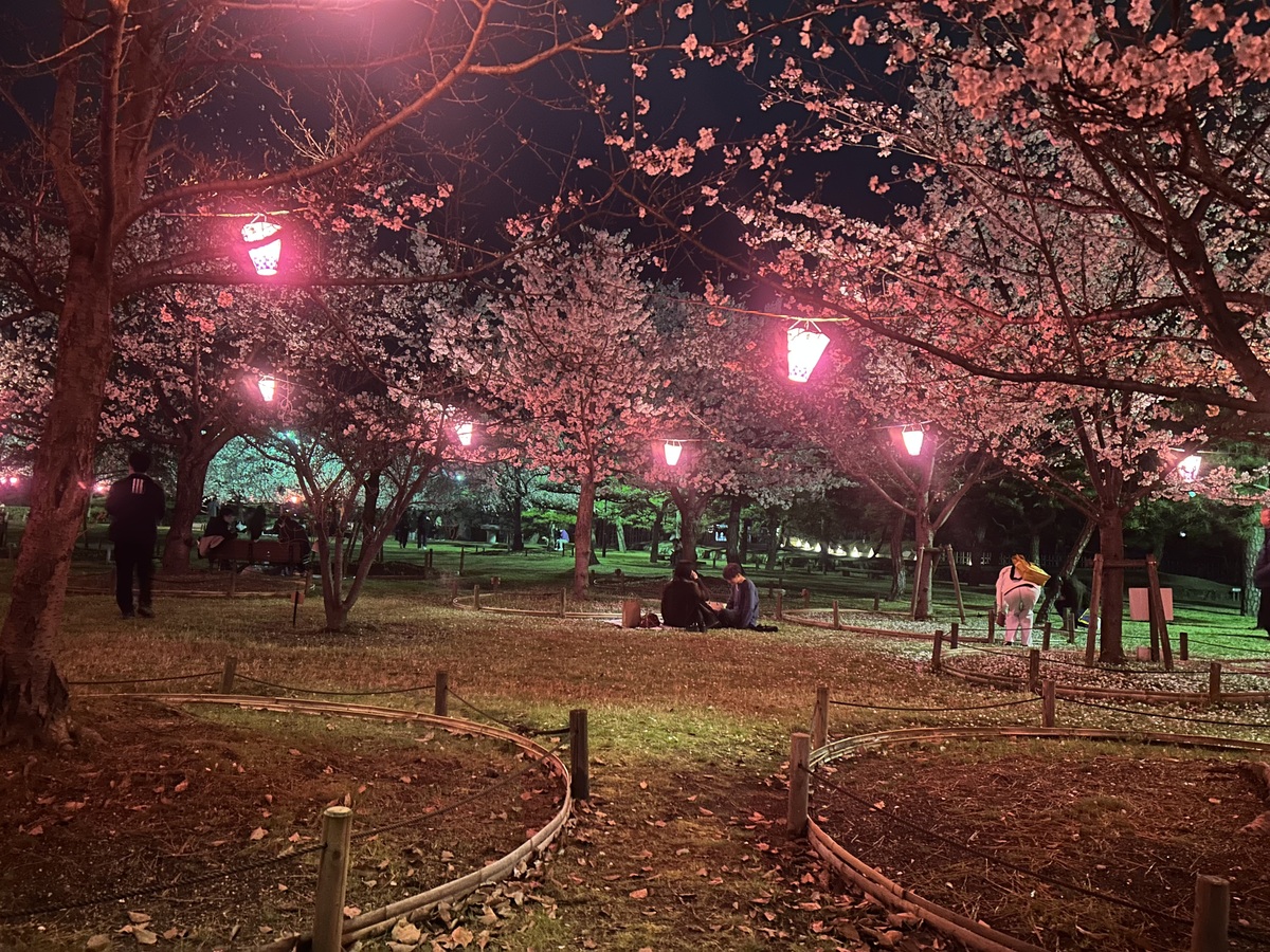 市松に桜の反物　m3642 史跡高松城跡玉藻公園「桜の馬場」桜見物夜間無料開放 | 香川・高松市