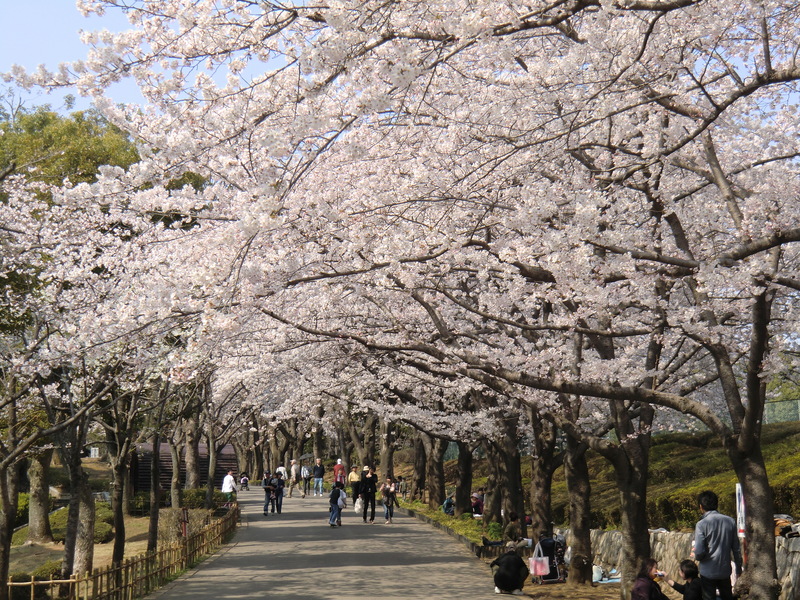 埼玉・上尾市の丸山公園で上尾さくらまつり！桜並木と芝生で春のお花見を楽しもう