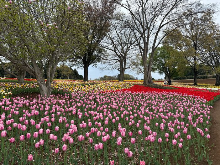 東京ドイツ村　チューリップまつり（2026年）