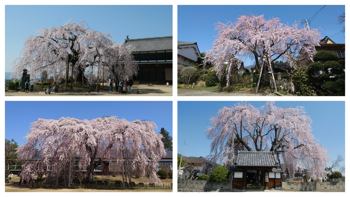 【2026年】長野県飯田市の名桜めぐり10選！樹齢数百年の一本桜が家族を迎える春の旅