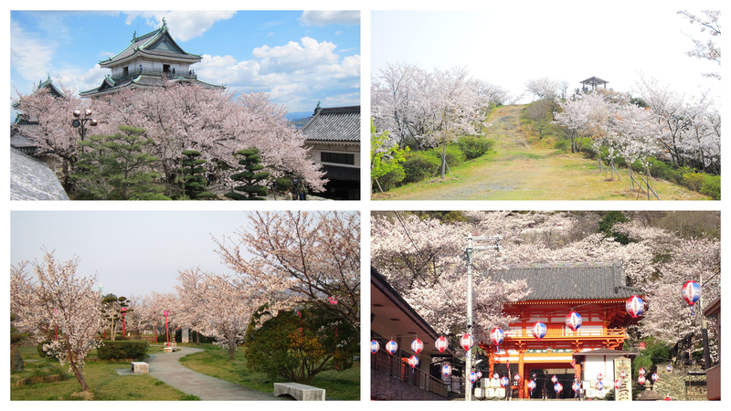 【2026】桜のトンネルや赤い鳥居に映える絶景！歴史と自然を感じる和歌山の桜の名所5選