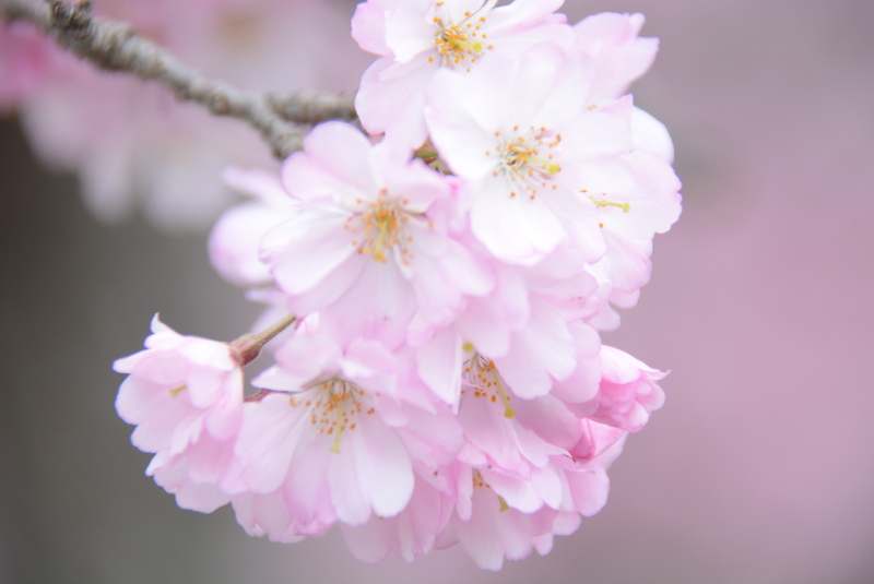 全長1kmの桜トンネル＆幻想的な夜桜も！京都・亀岡市でエコマルシェも楽しめるさくらウィーク開催