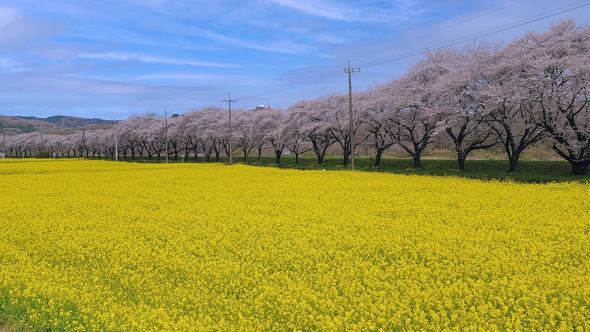 large_都幾川桜堤_菜の花_桜_