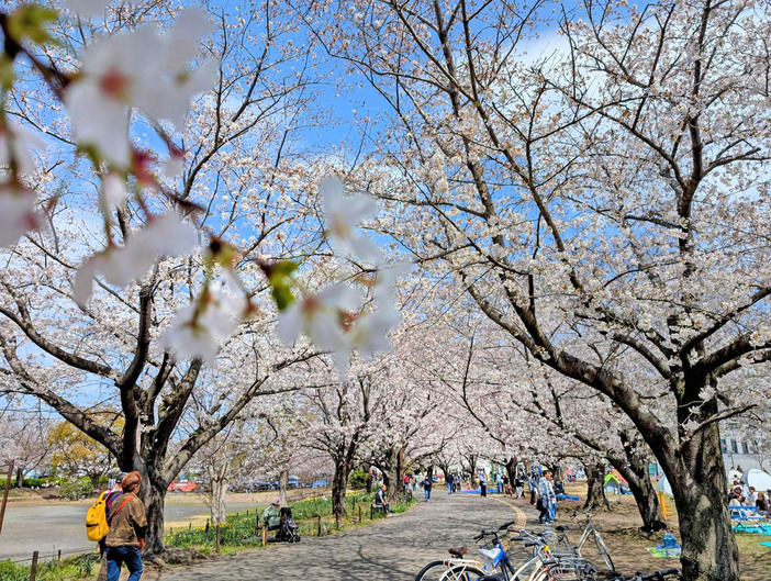 さむかわ桜まつり2026