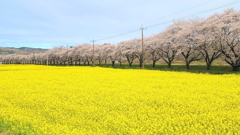 埼玉・嵐山町の都幾川桜堤で菜の花と桜のコラボ！約250本が2km連なる壮観な桜並木