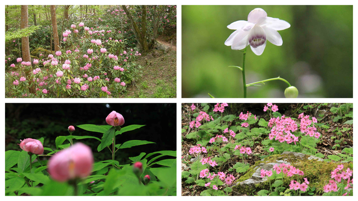 四国山岳植物園 岳人の森