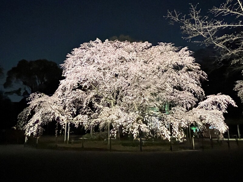 夜桜ライトアップ「春夜の六義園 夜間特別観賞」2026年開催｜プロジェクションマッピングも