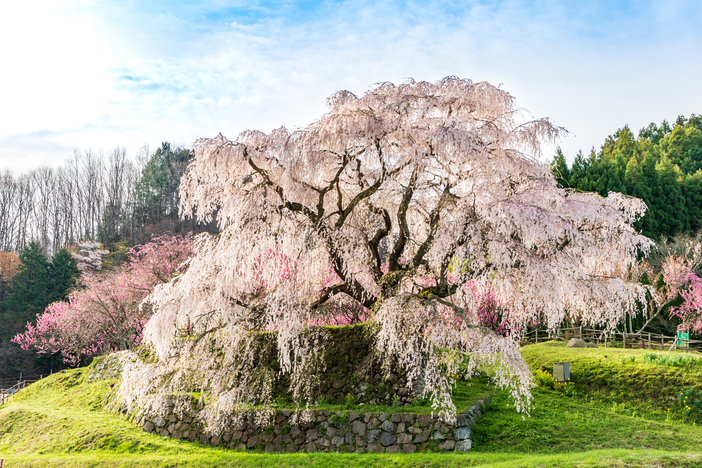 【2026年】関西の枝垂れ桜（しだれ桜）の名所・絶景7選｜見頃・ライトアップ・イベント情報
