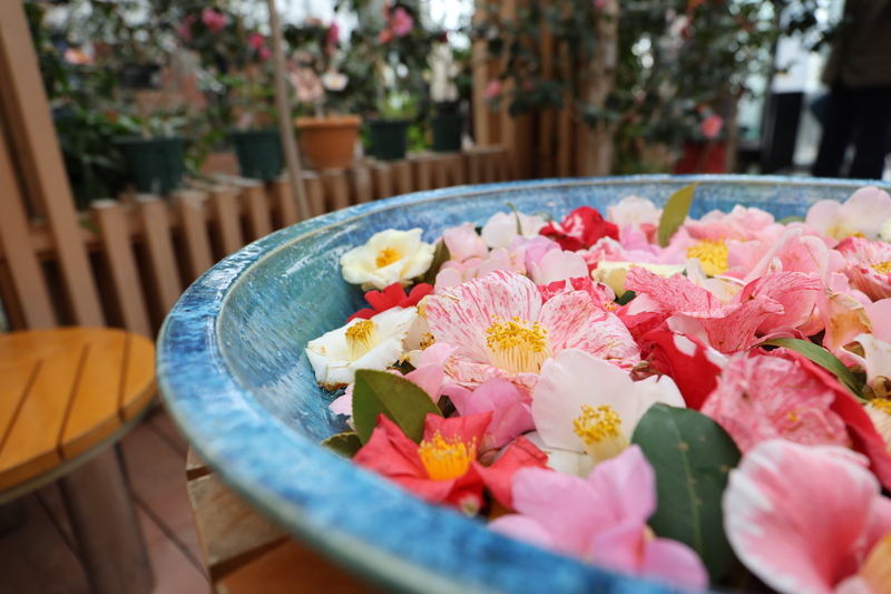 【2026】春の野々市が椿色に染まる！「椿まつり」で楽しむ親子のお花見＆歴史アドベンチャー