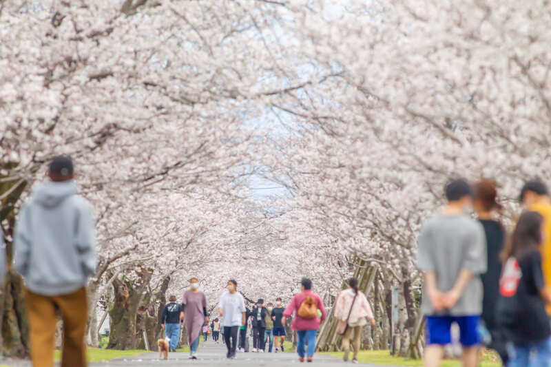 南九州随一の桜の名所「母智丘公園」で「第76回都城もちお桜まつり」開催！乗り物展示やスタンプラリーも