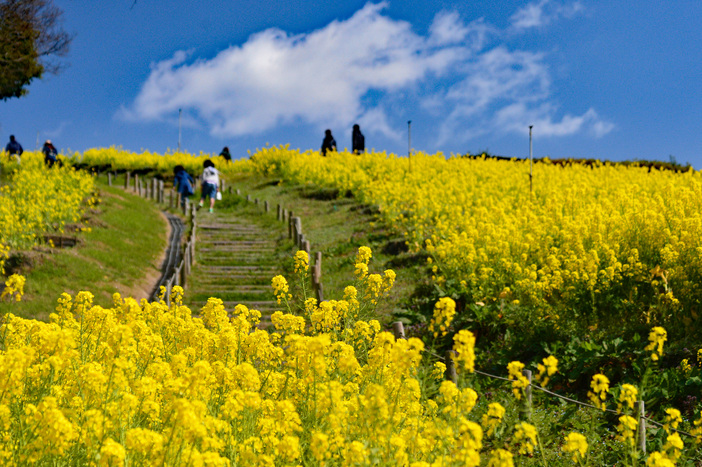 神戸総合運動公園 菜の花まつり（2026）