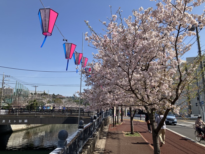 第3回みなみ桜まつり（2026）