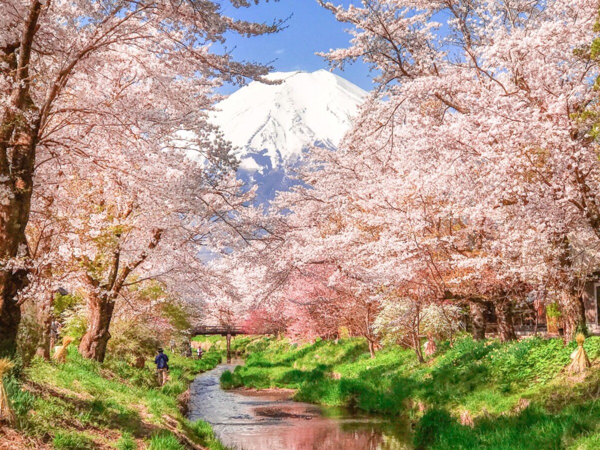 忍野八海 春色まつり（2026年） | 山梨県忍野村「忍野八海 春色まつり