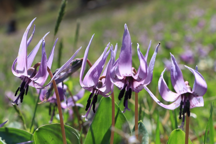 【2026】春の妖精・カタクリがまもなく開花！東海の群生地おすすめ6選　見どころ＆開花時間は？