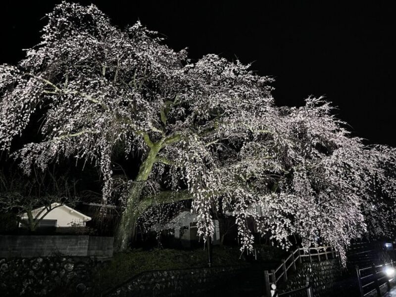 幾百もの細い枝が四方に垂れ下がり、満開の時季は大きな花笠があふれるように咲きこぼれる姿は圧巻です！