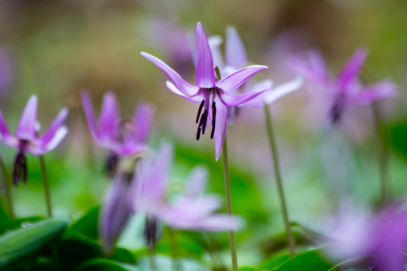 【2026】春の妖精・カタクリがまもなく開花！関西の群生地おすすめ6選　見どころ＆開花時間は？