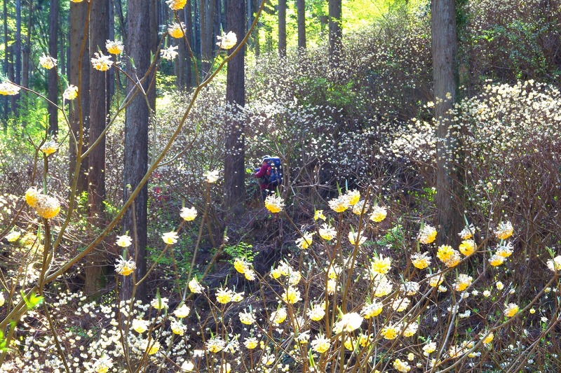 栃木県茂木町「焼森山ミツマタ群生地」春限定！JR特急バス運行