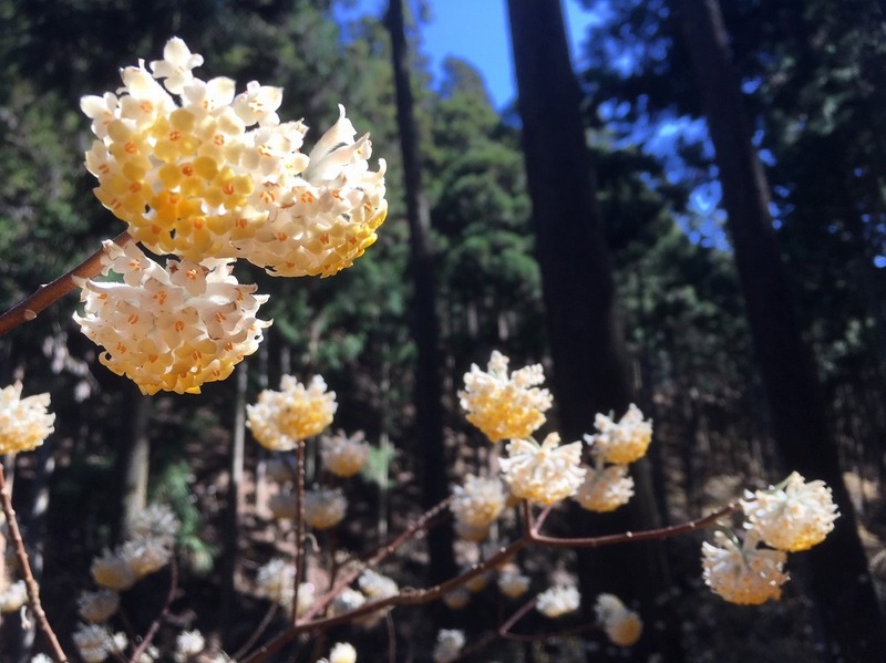栃木県茂木町・焼森山ミツマタ群生地開花情報（2026/3/16更新）