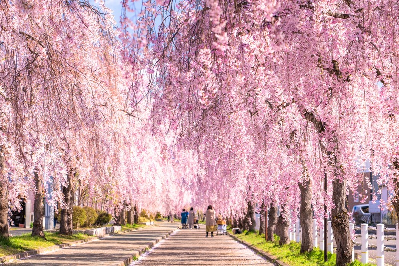 【2026年】福島県の枝垂れ桜（しだれ桜）の名所・絶景9選｜一度は見たいライトアップ！イベント情報も