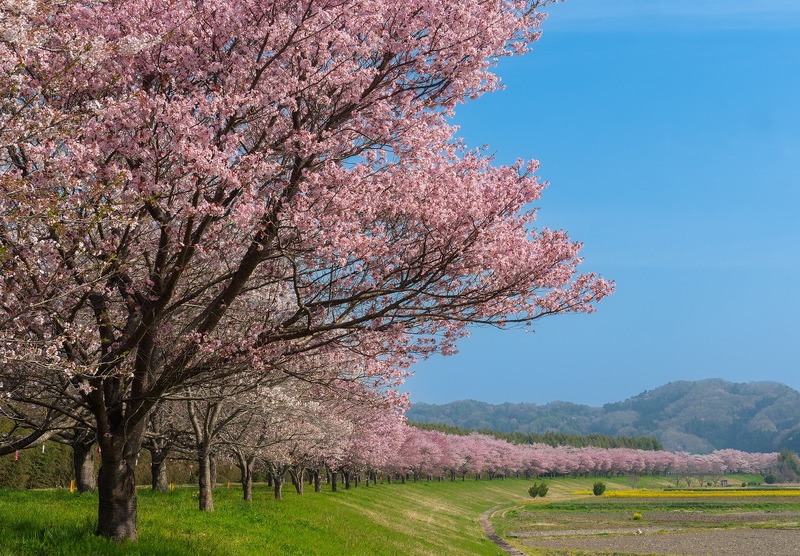 【2026最新】まもなく開花！関東のおすすめ桜まつり30選　ライトアップや屋台グルメ情報＆和船でお花見も！