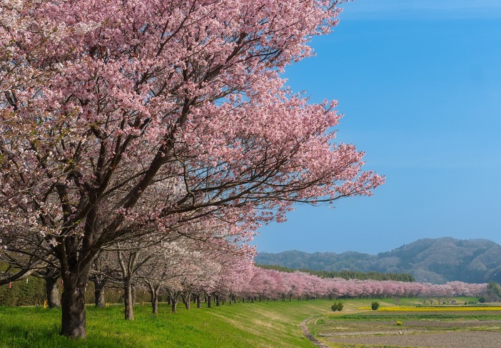 【2026最新】まもなく開花！関東のおすすめ桜まつり30選　ライトアップや屋台グルメ情報＆和船でお花見も！
