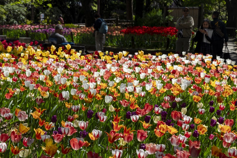 【2026】神奈川県のチューリップ畑5選｜春に日帰りしたい絶景・名所＆イベント情報も