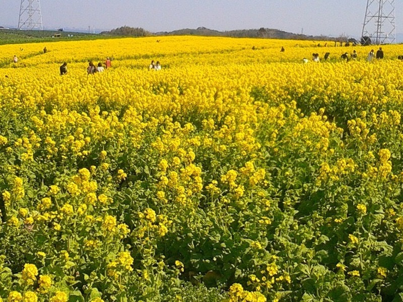【2026】東海の菜の花畑10選｜今が見頃！菜の花まつり情報も