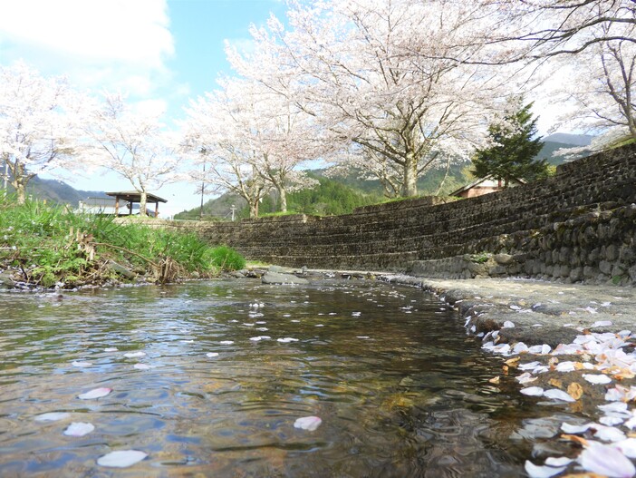 【2026年版】兵庫県養父市の桜の名所8選！