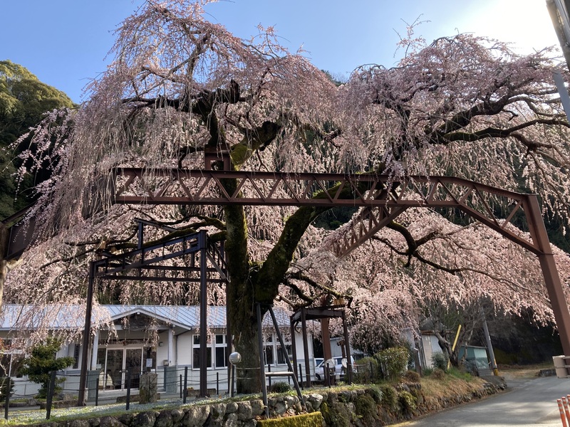 大紀町役場柏崎支所の枝垂れ桜 開花情報（2026年3月17日更新）