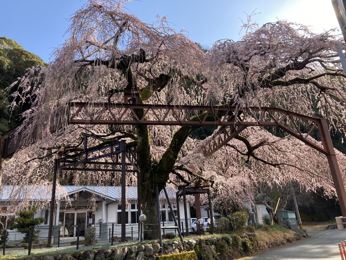 大紀町役場柏崎支所の枝垂れ桜 開花情報（2026年3月17日更新）