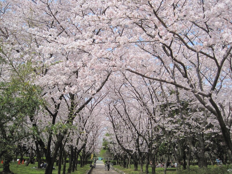 800本の桜と2万本の菜の花！名古屋「庄内緑地」で親子の春休みを満喫