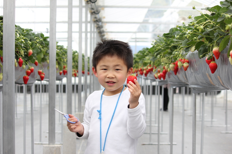 普段は予約でいっぱいの内山いちごの国で、毎年6月に特別ないちごイベントが開催されます！