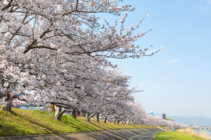 【2026】九州の桜名所＆お花見スポット25選｜人気から穴場まで見頃情報もチェック！