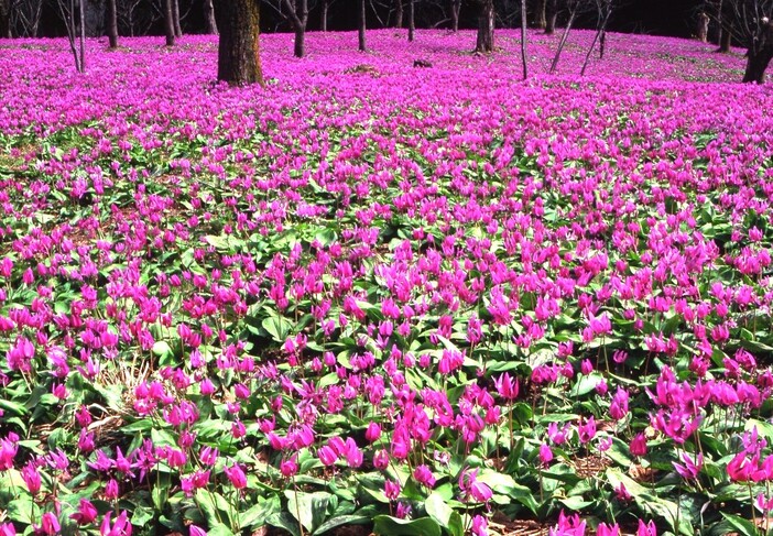 カタクリ群生の郷開園