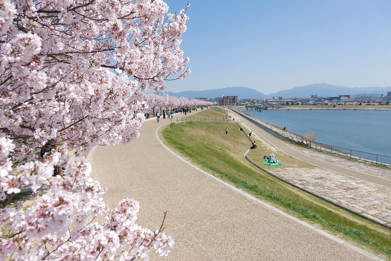 【2026】大阪狭山市　狭山池 桜開花情報（2026年3月18日更新）