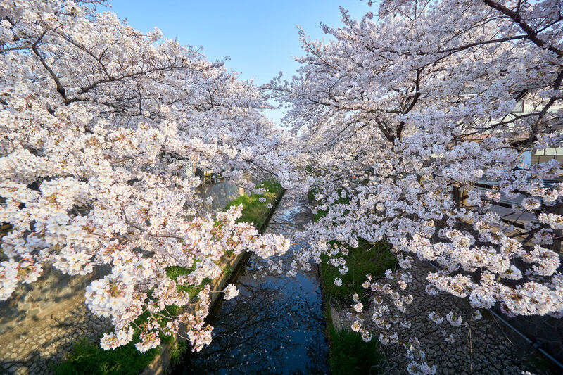 【2026千葉】いよいよ見頃！「駅から徒歩10分以内」の桜の名所6選　絶景を駅近くで満喫