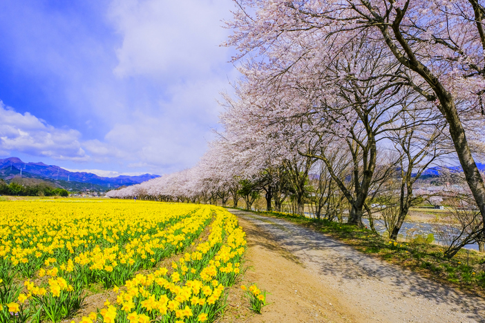 【2026】桜との共演も！「春咲き水仙」の名所5選　関東から日帰りでタマラやラッパ水仙＆イベント満喫