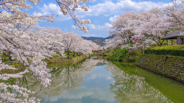 鹿野桜まつり（2026）