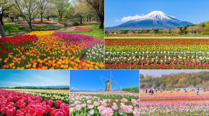 【2026年最新】全国のチューリップ名所・絶景24選 いよいよシーズン！イベント情報も