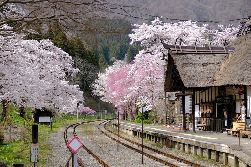 茅葺き屋根の駅と桜並木が織りなす絶景！福島・湯野上温泉駅の春さんぽ