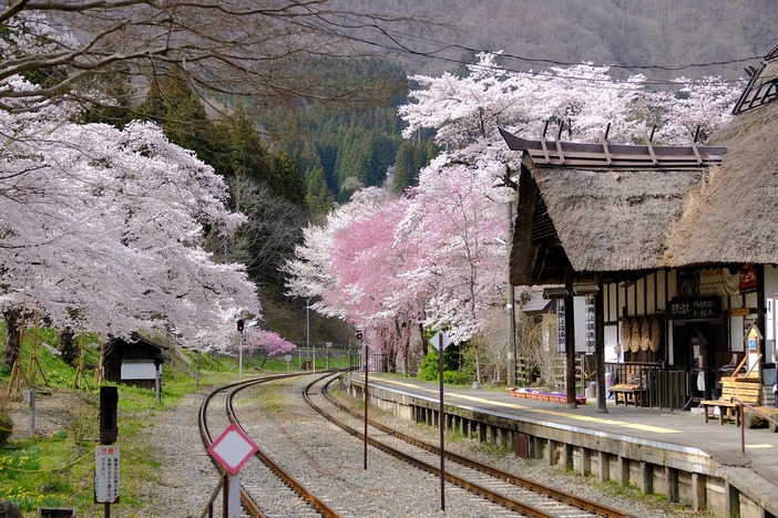 湯野上温泉駅の桜