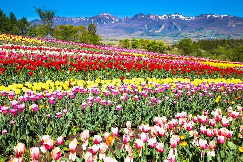 【2026最新】栃木・群馬・茨城の絶景チューリップ畑6選｜見頃・イベント情報！日帰りドライブも