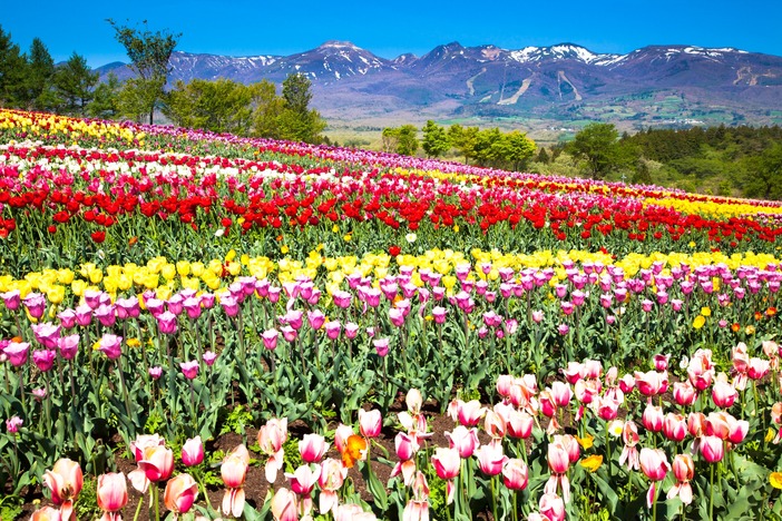 【2026最新】栃木・群馬・茨城の絶景チューリップ畑6選｜見頃・イベント情報！日帰りドライブも