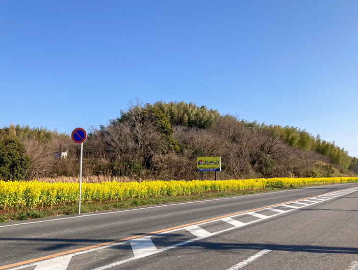 常滑・菜の花の花街道