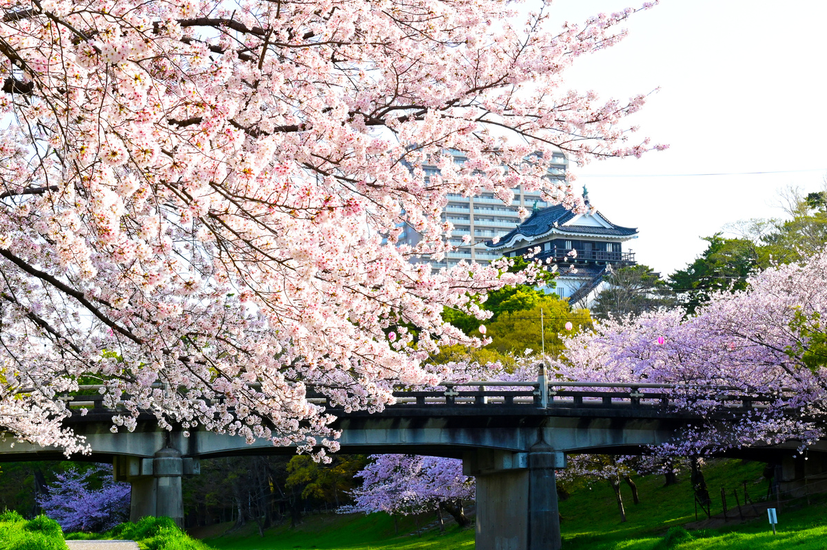 2026最新】今が見頃＆満開も！東海の桜の名所＆穴場25選 桜まつり