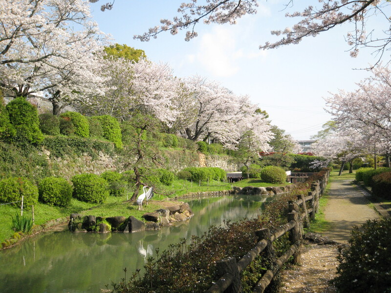 【佐賀・鹿島市】旭ヶ岡公園の桜開花情報（2026年3月27日更新）