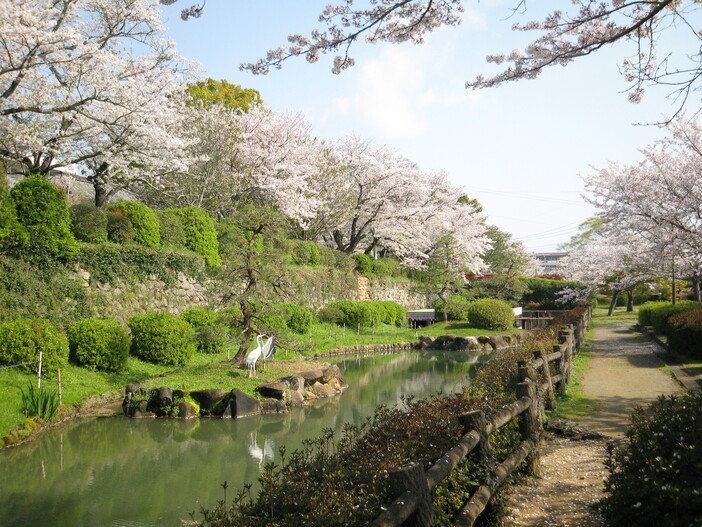 【佐賀・鹿島市】旭ヶ岡公園の桜開花情報（2026年3月27日更新）